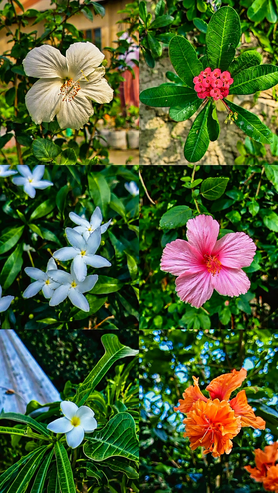 Flower Photography Set